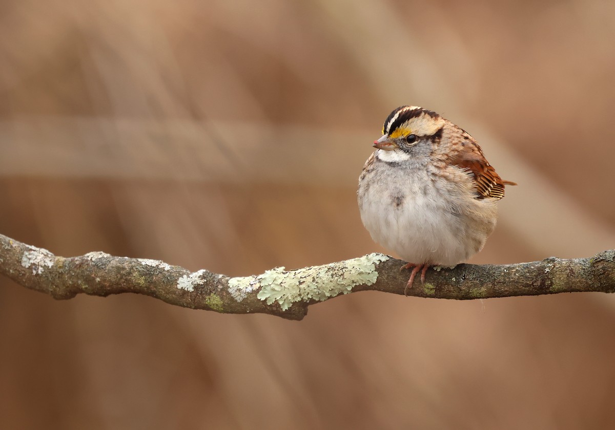 White-throated Sparrow - ML646206928