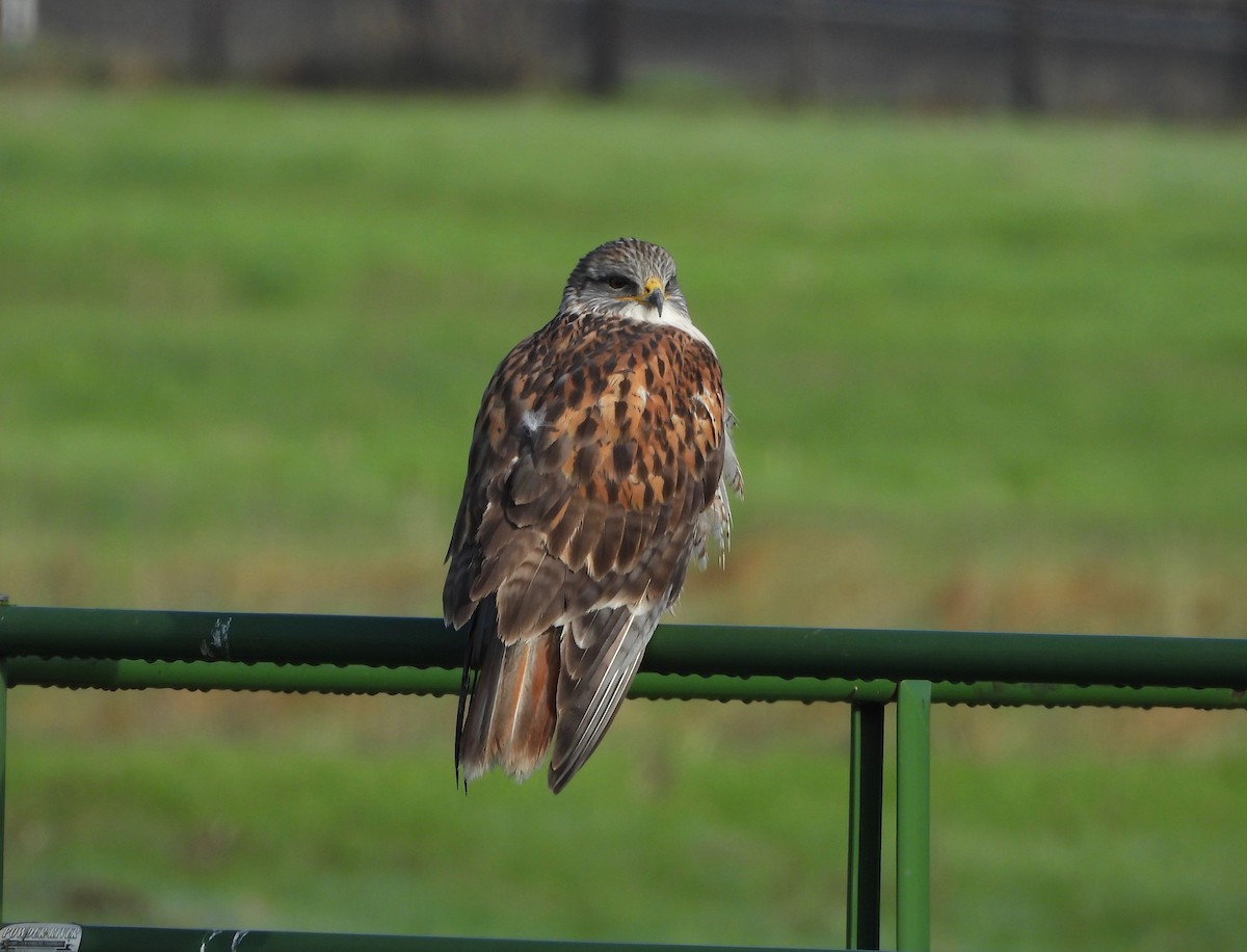 Ferruginous Hawk - ML646206931