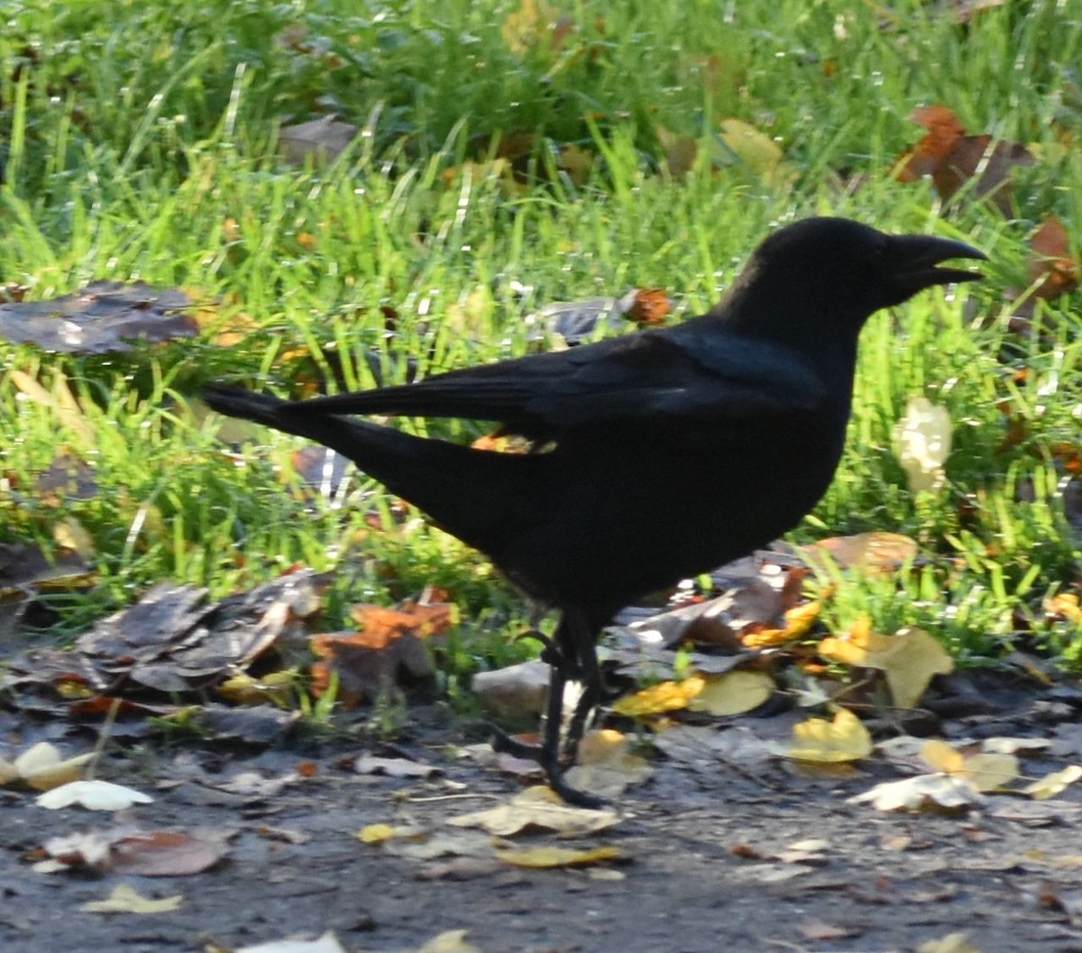 Carrion Crow - ML646206933