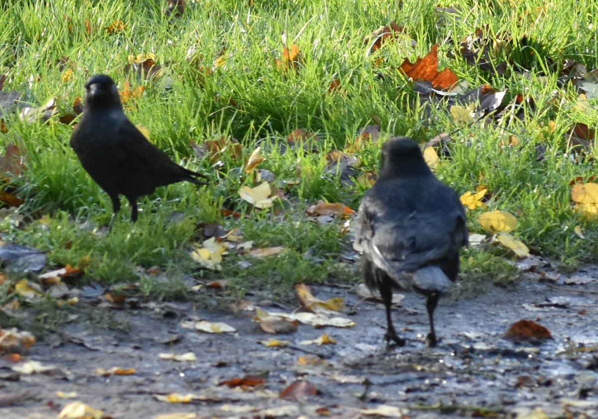 Carrion Crow - ML646206934