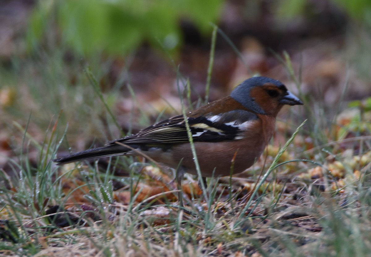 Common Chaffinch - ML646206937