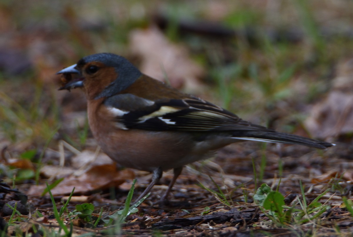 Common Chaffinch - ML646206938