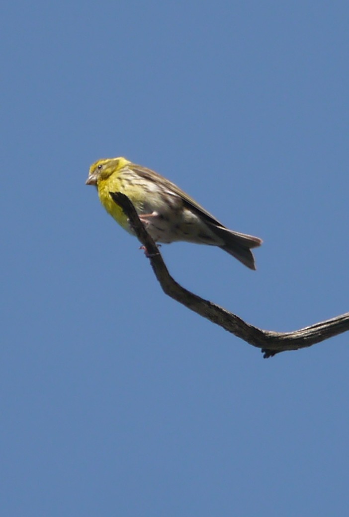 Txirriskila arrunta - ML646206940