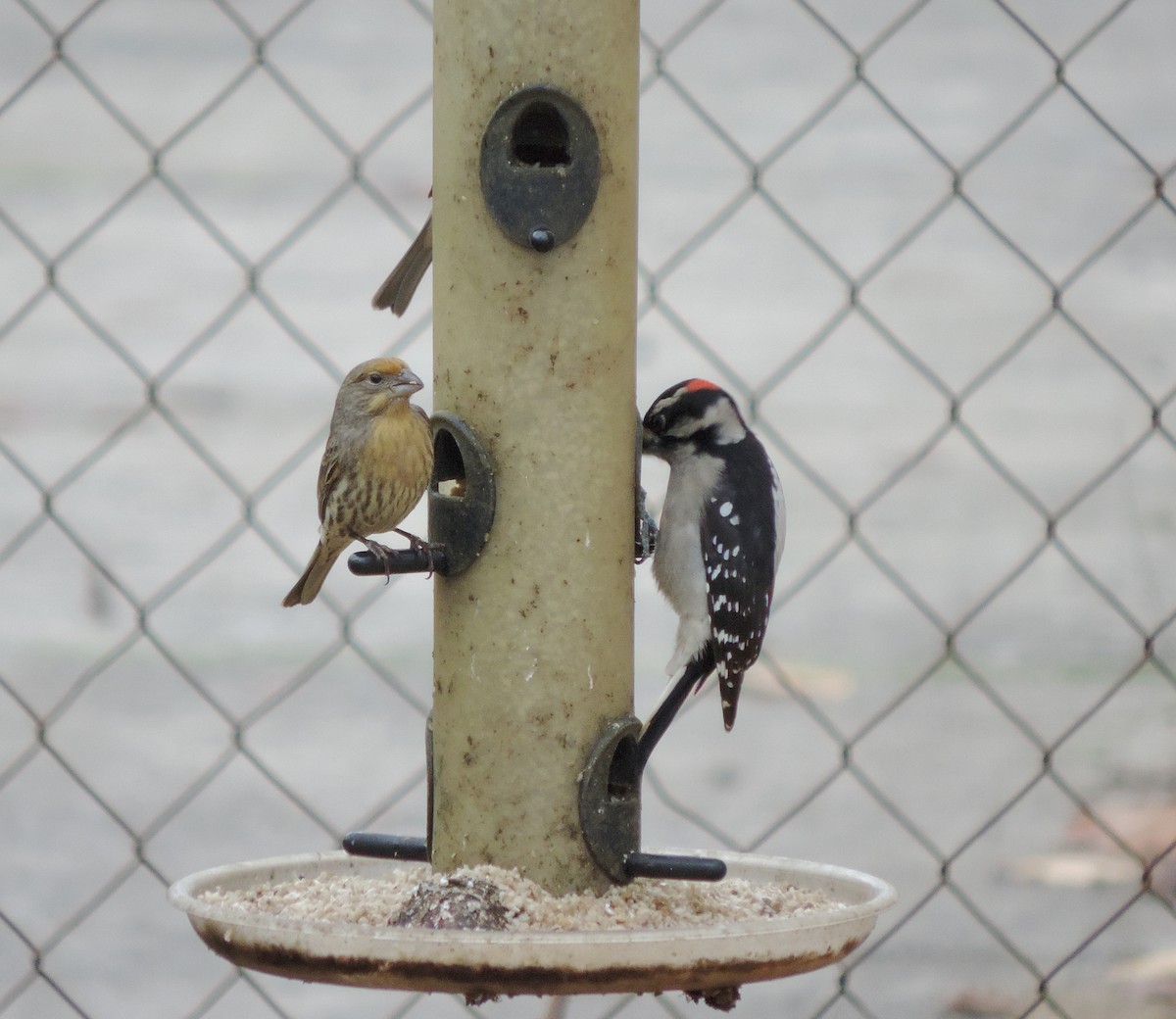 Downy Woodpecker (Pacific) - ML646206942
