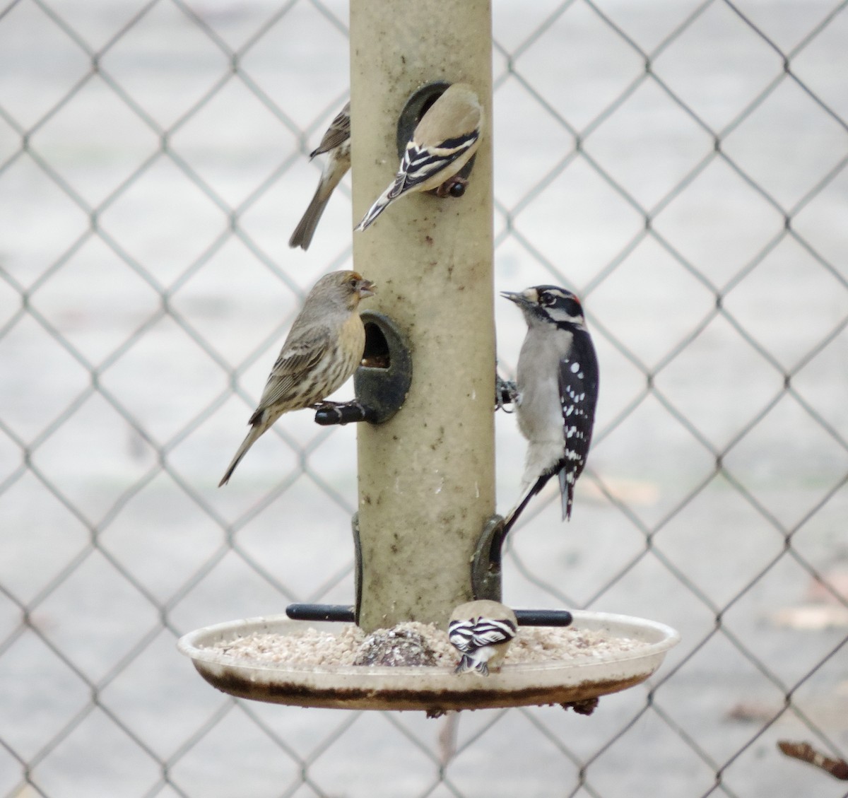 Downy Woodpecker (Pacific) - ML646206943