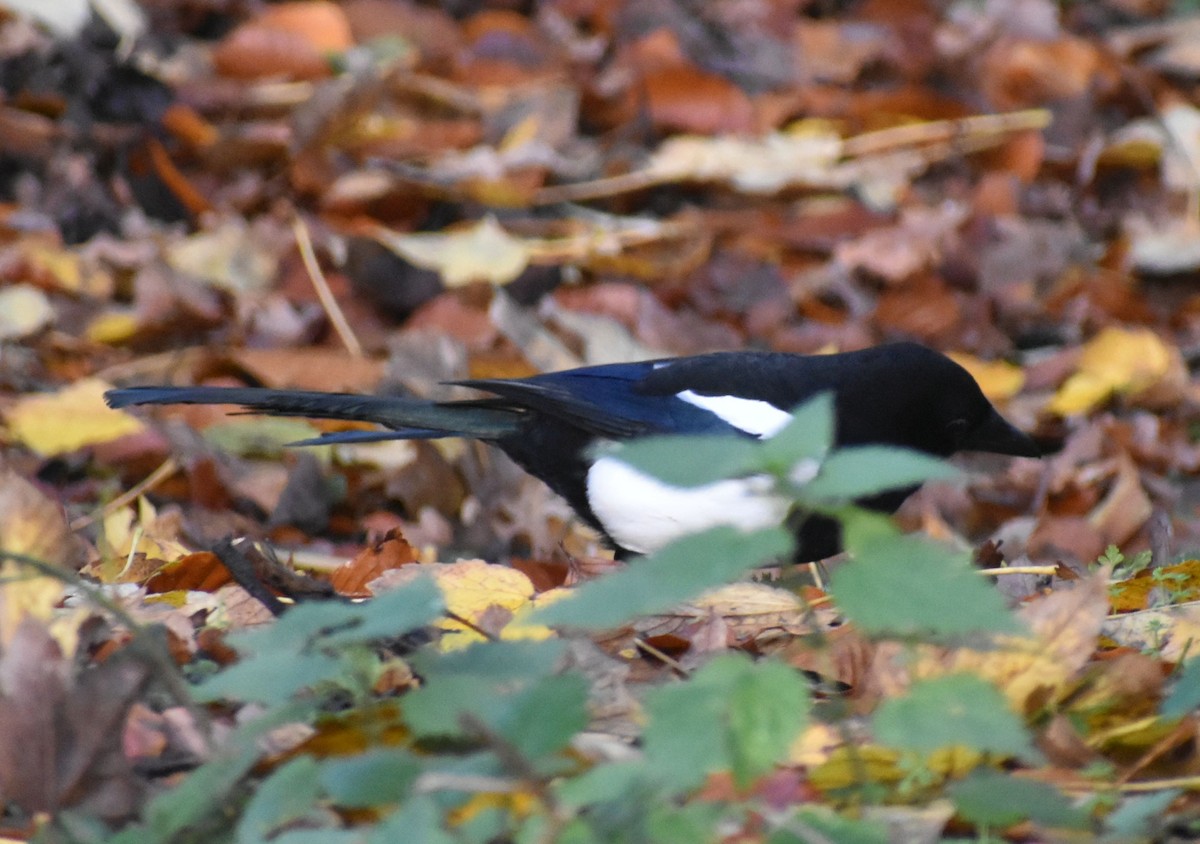 Eurasian Magpie - ML646206944