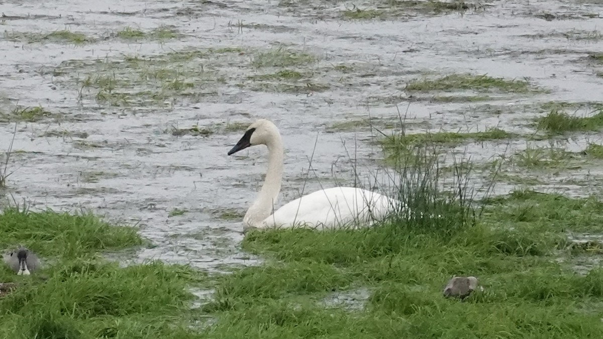 Trumpeter Swan - ML646206953