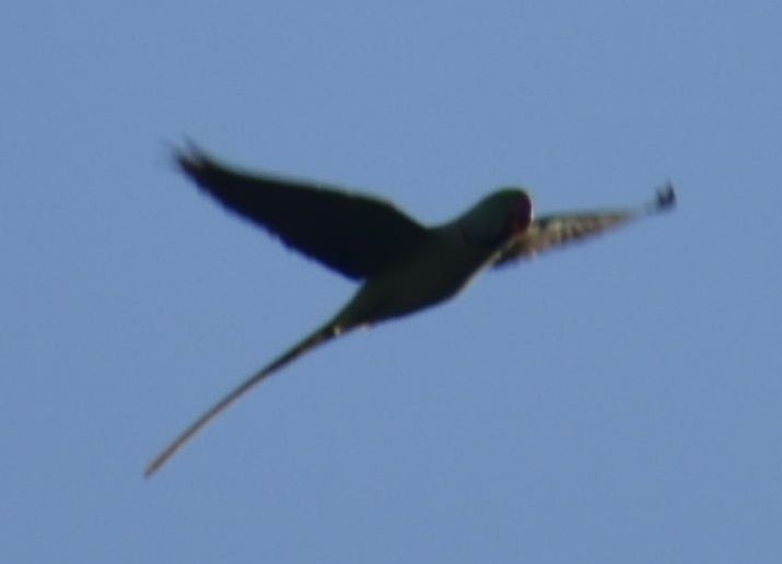 Alexandrine Parakeet - ML646206954