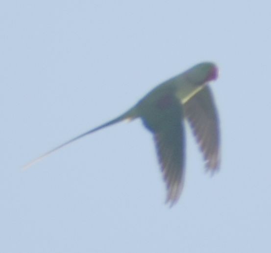 Alexandrine Parakeet - ML646206956