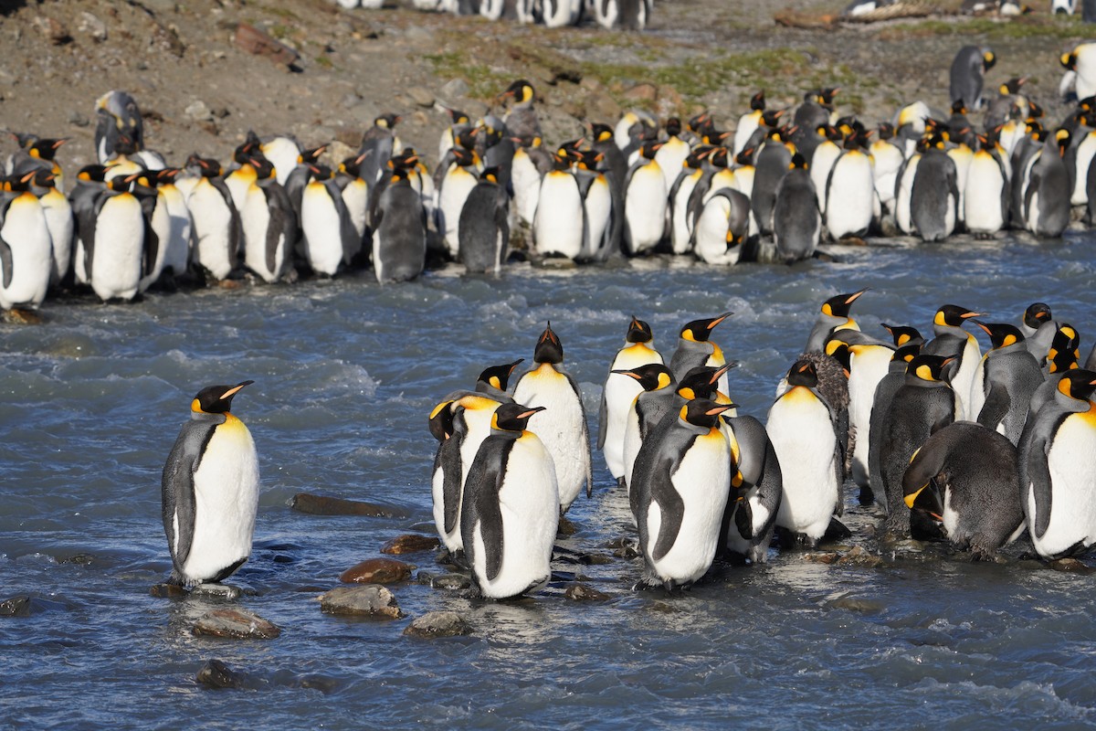 King Penguin - ML646206960