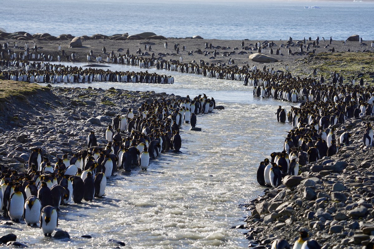 King Penguin - ML646206963