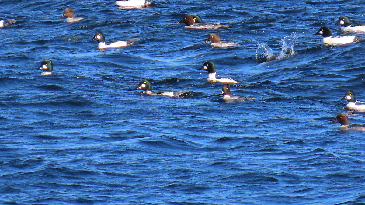 Schellente - ML646206965