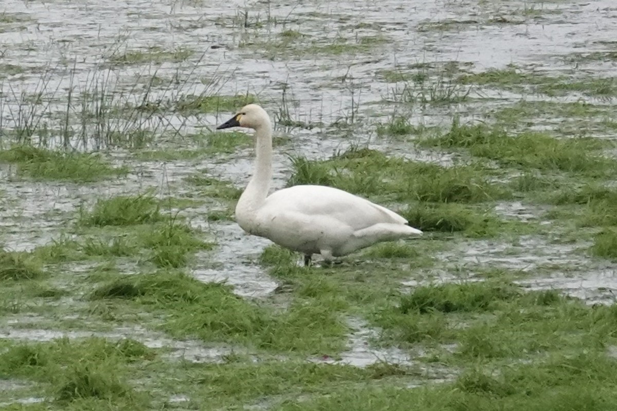 小天鵝 - ML646206967