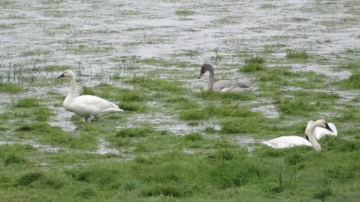 小天鵝 - ML646206968