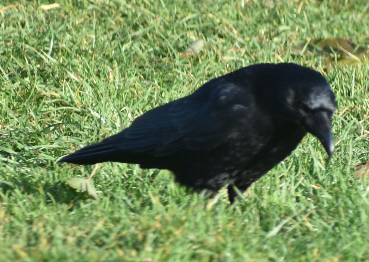 Carrion Crow - ML646206974
