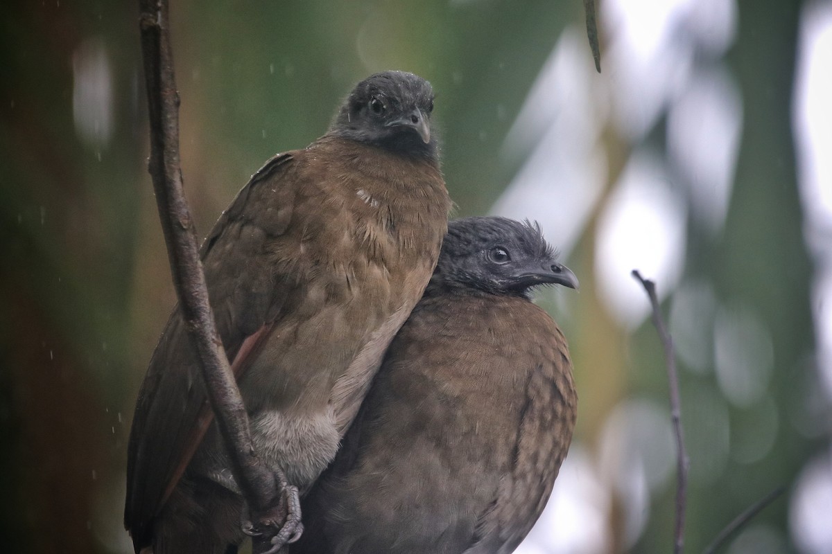 Gray-headed Chachalaca - ML646206984
