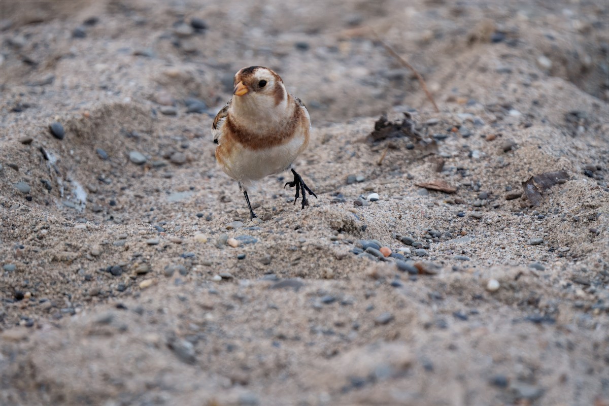 Snow Bunting - ML646207000