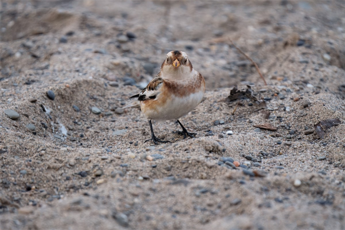 Snow Bunting - ML646207001