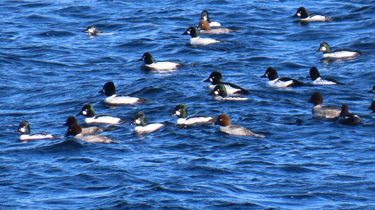 Schellente - ML646207002