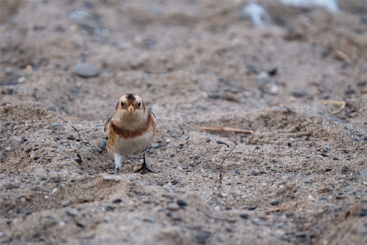 Snow Bunting - ML646207003