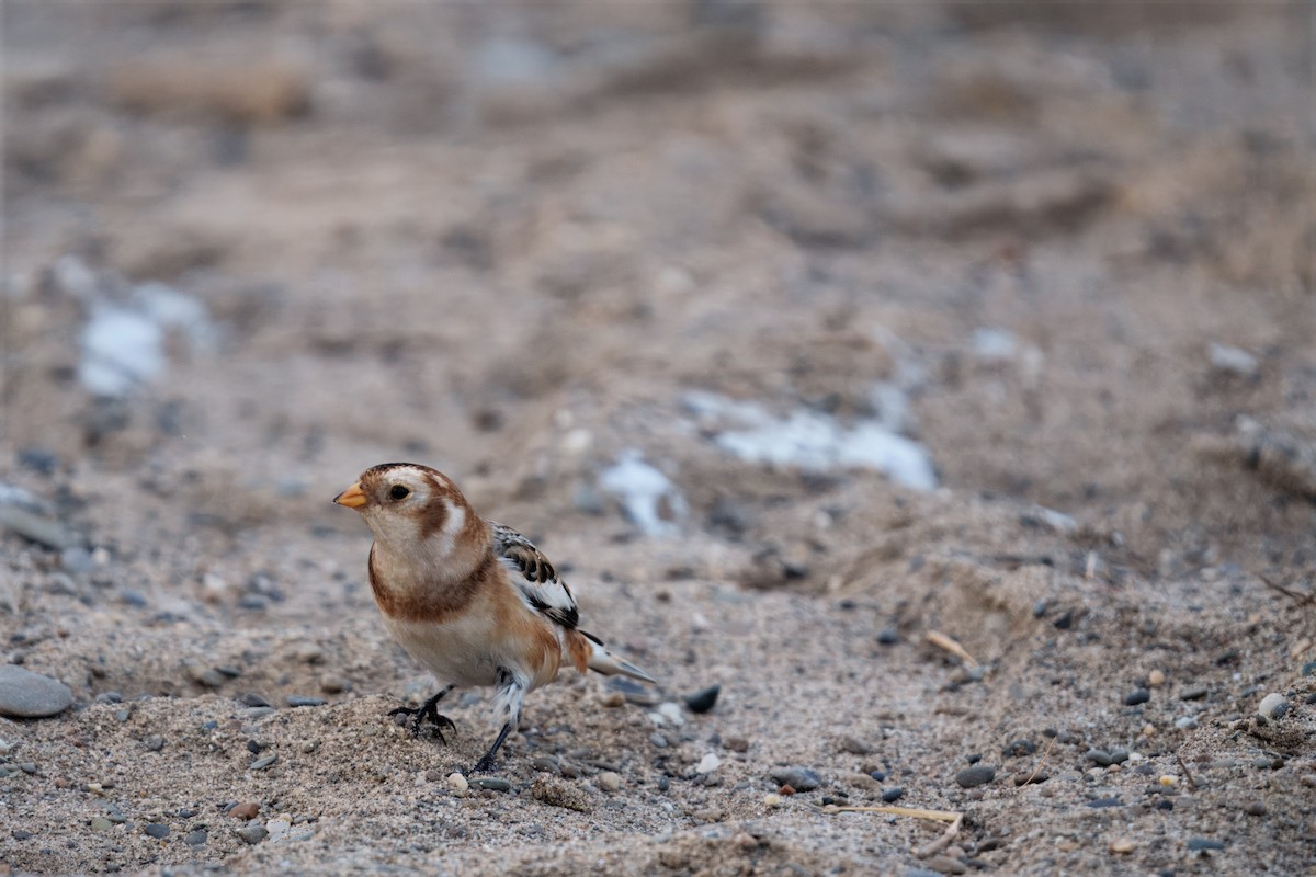Snow Bunting - ML646207004