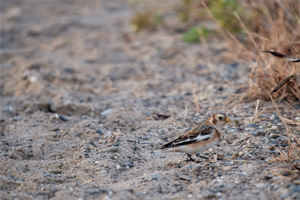 Snow Bunting - ML646207005