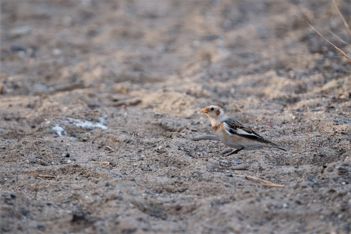 Snow Bunting - ML646207006