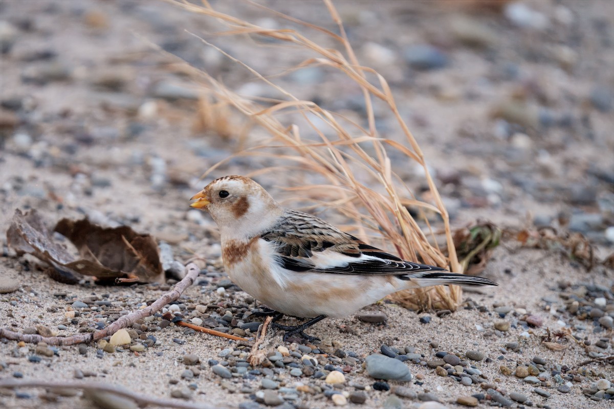 Snow Bunting - ML646207007