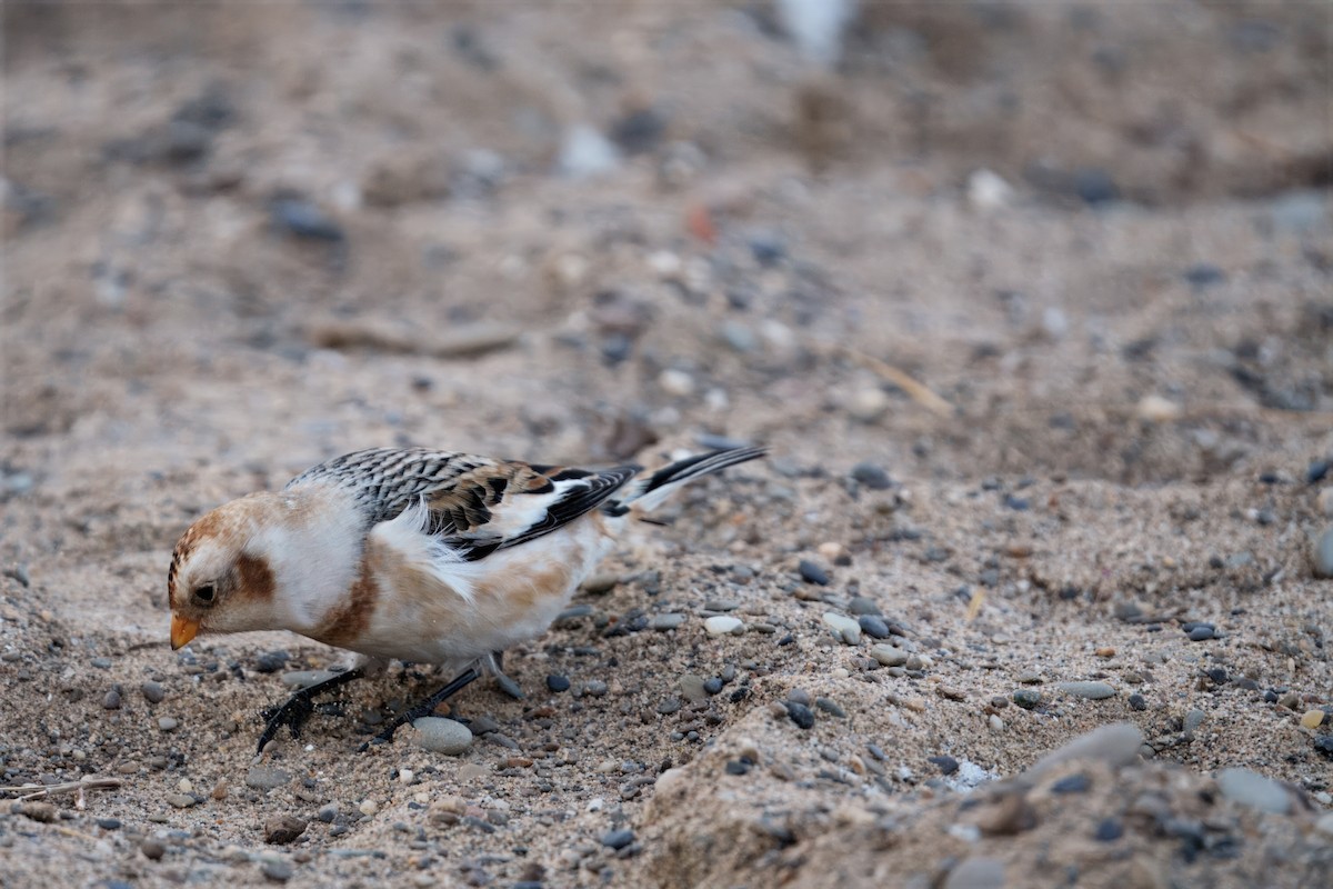 Snow Bunting - ML646207008