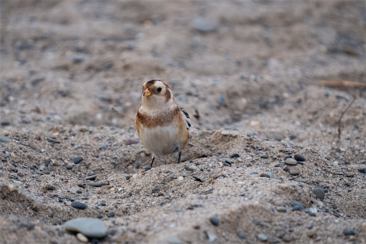 Snow Bunting - ML646207009