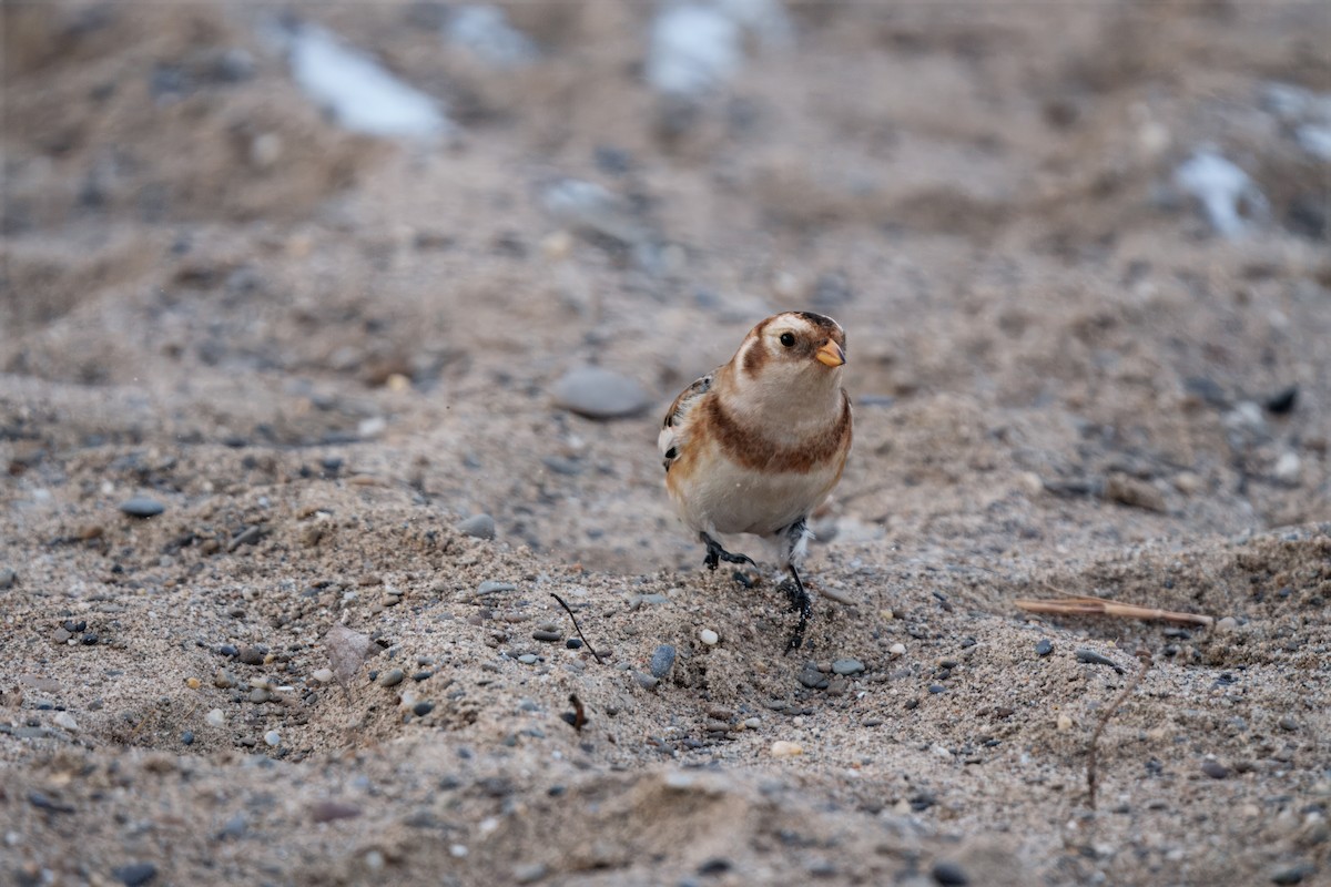 Snow Bunting - ML646207010