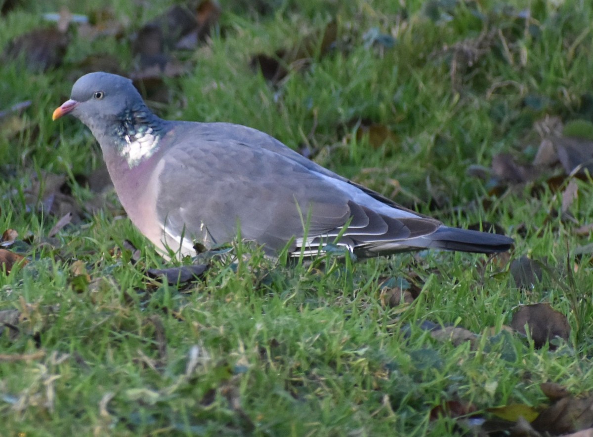 Common Wood-Pigeon - ML646207011