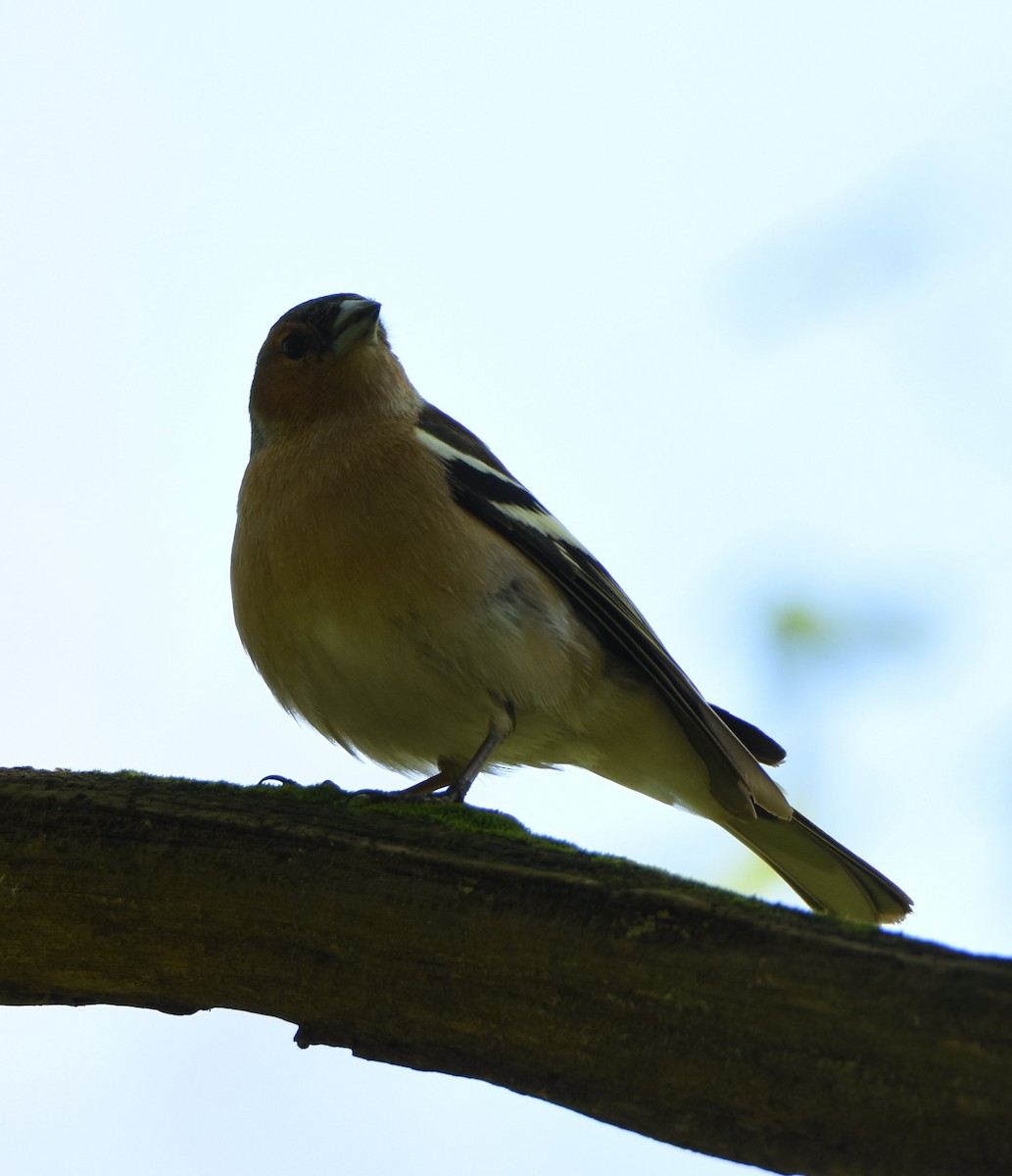 Common Chaffinch - ML646207012