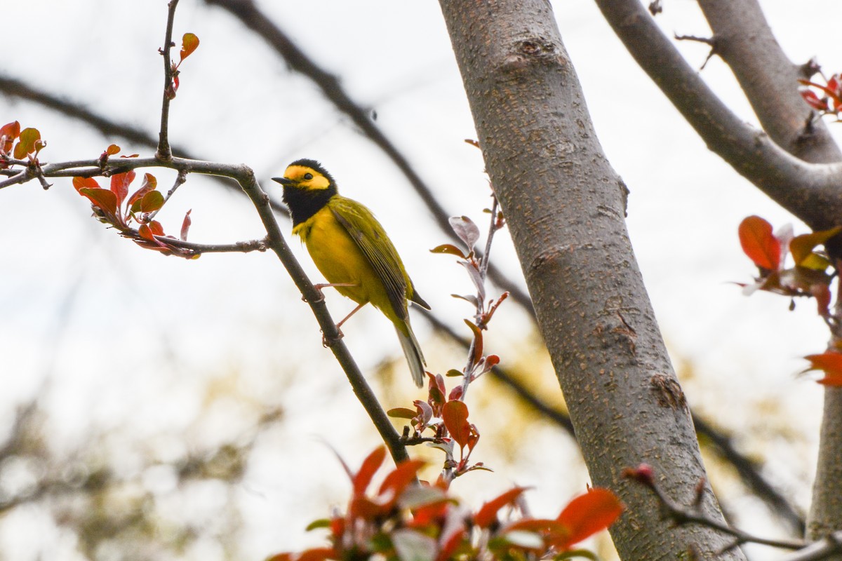 lesňáček kápový - ML646207013