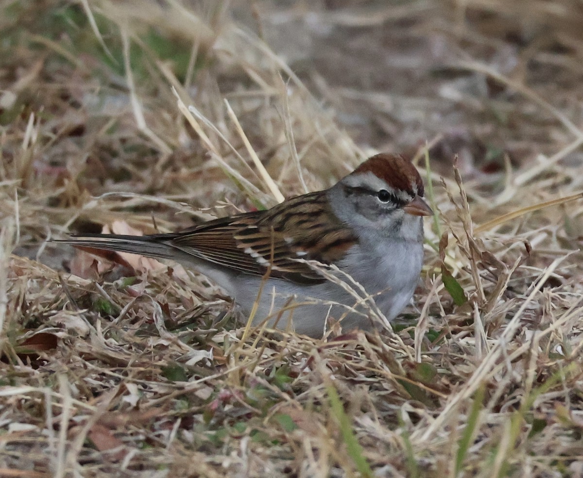 Chipping Sparrow - ML646207019