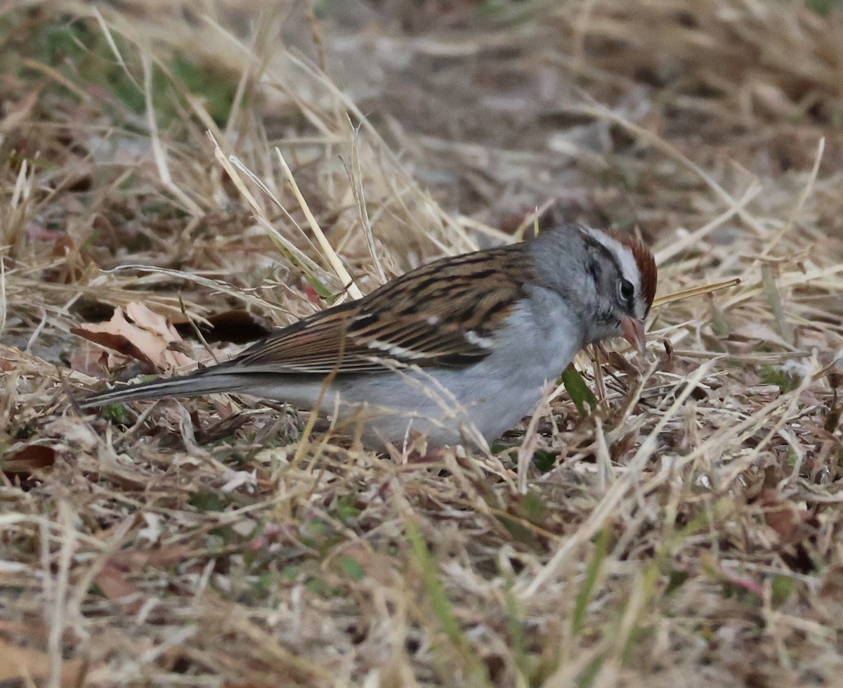 Chipping Sparrow - ML646207020