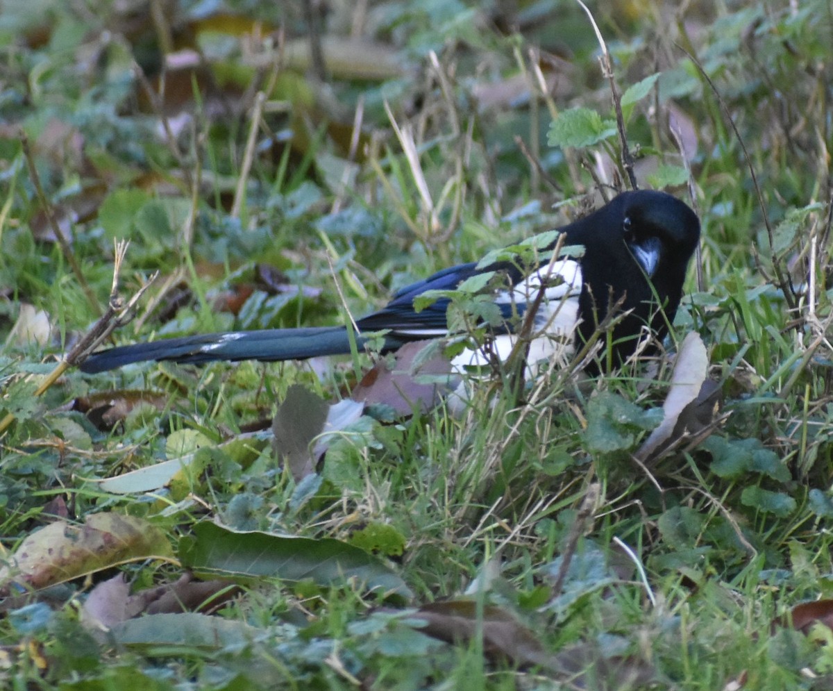 Eurasian Magpie - ML646207034