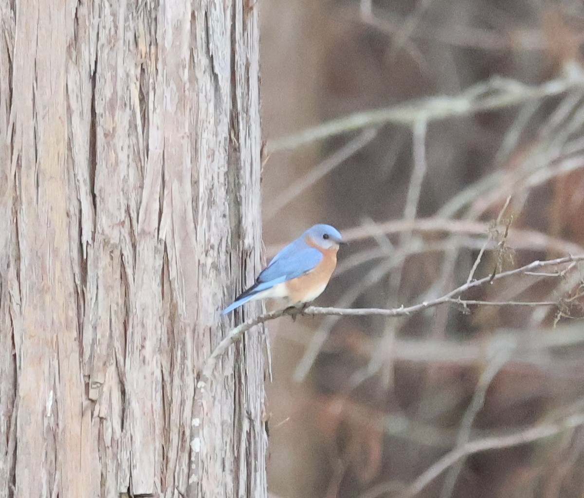 Eastern Bluebird - ML646207035