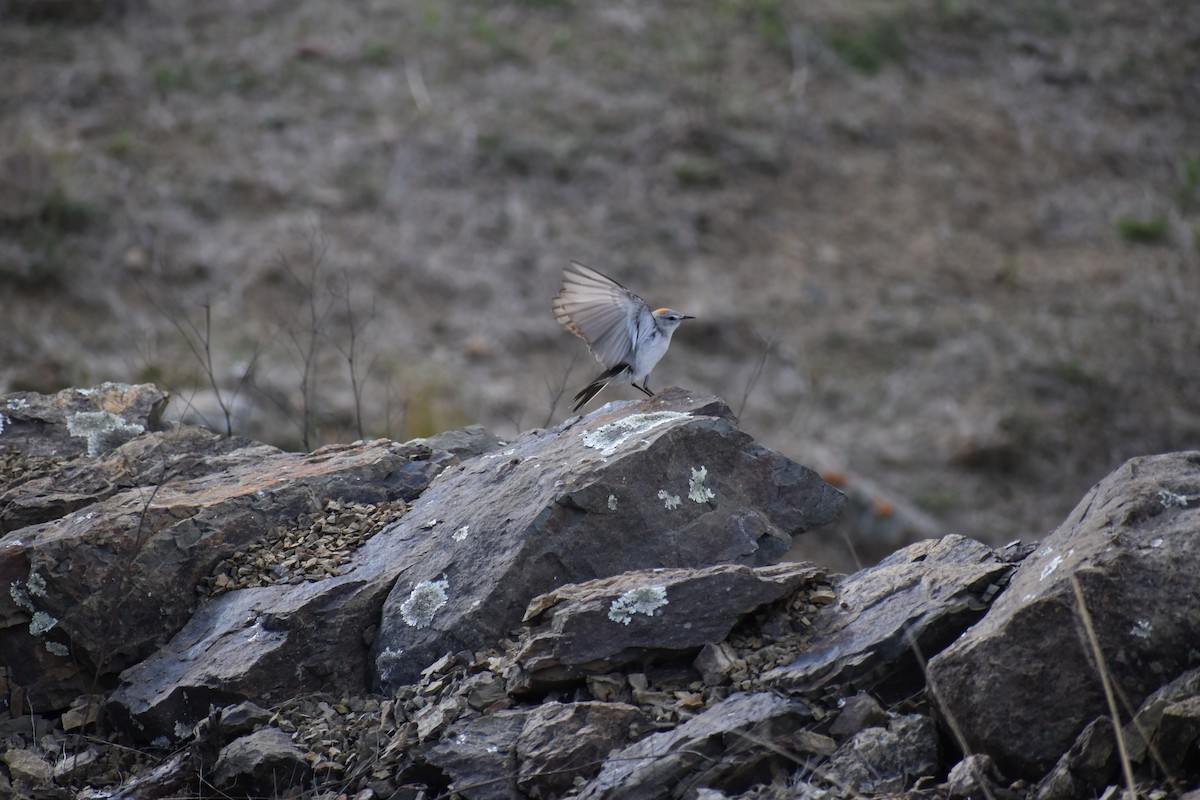 Дормілон блідий - ML646207038