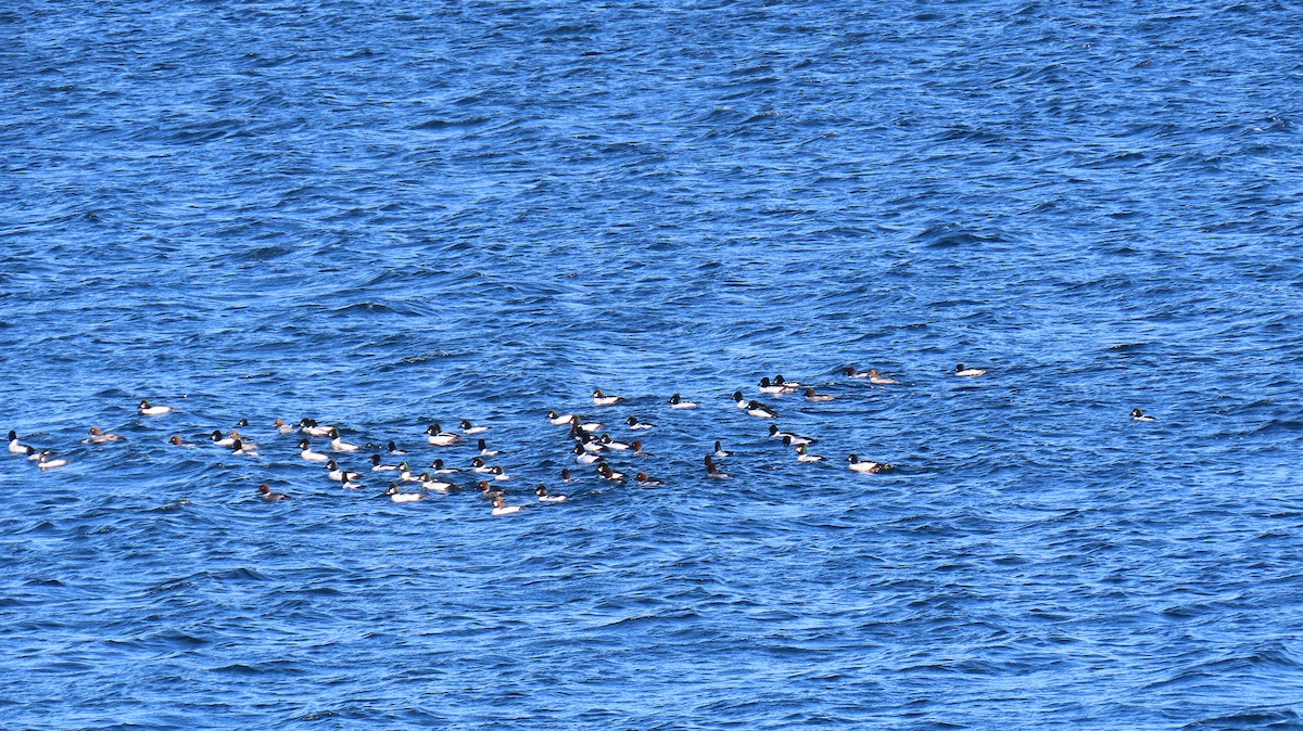 Schellente - ML646207039