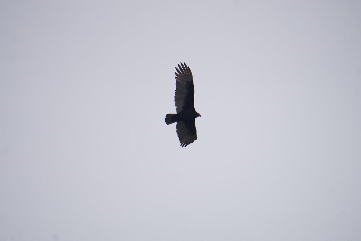 Turkey Vulture - ML646207042