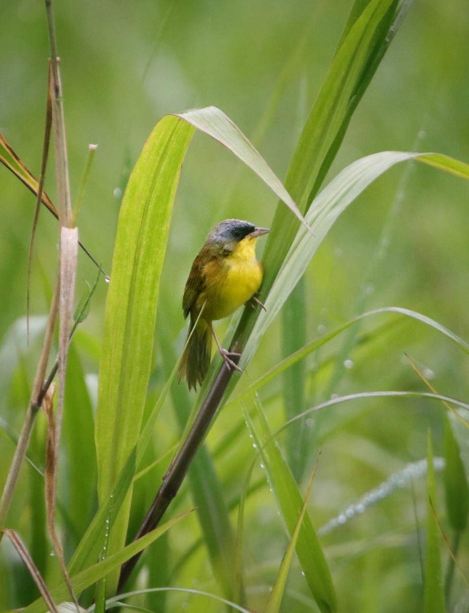Gray-crowned Yellowthroat - ML646207049
