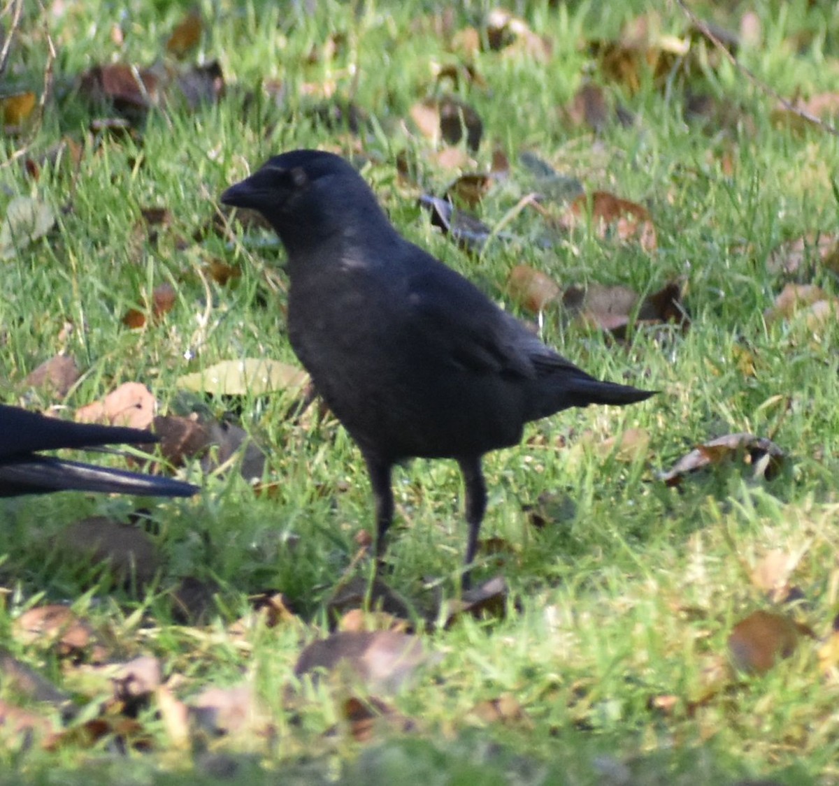 Eurasian Jackdaw - ML646207051