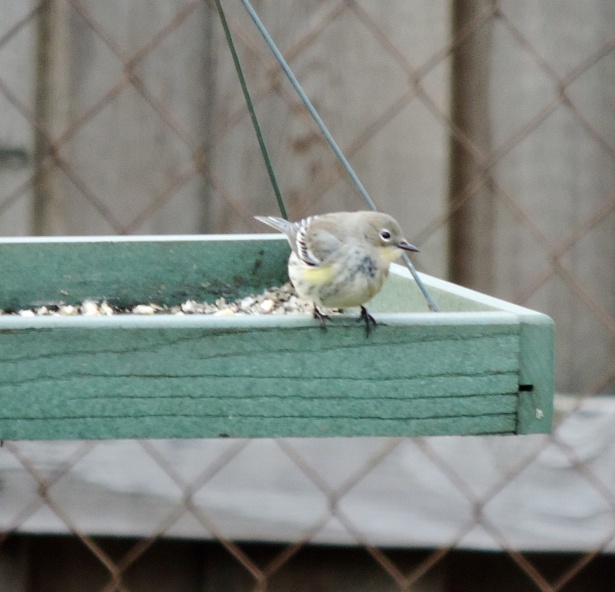 Yellow-rumped Warbler (Audubon's) - ML646207055