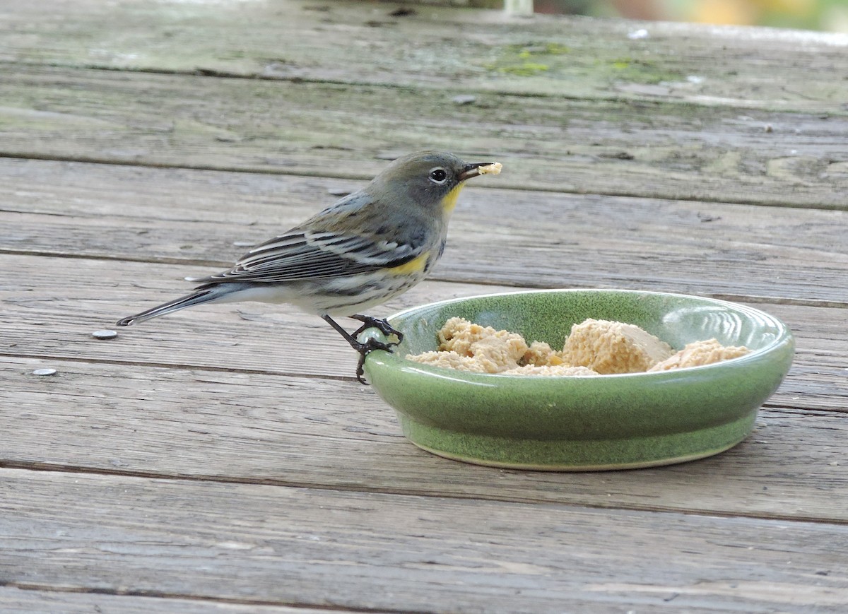 Yellow-rumped Warbler (Audubon's) - ML646207056