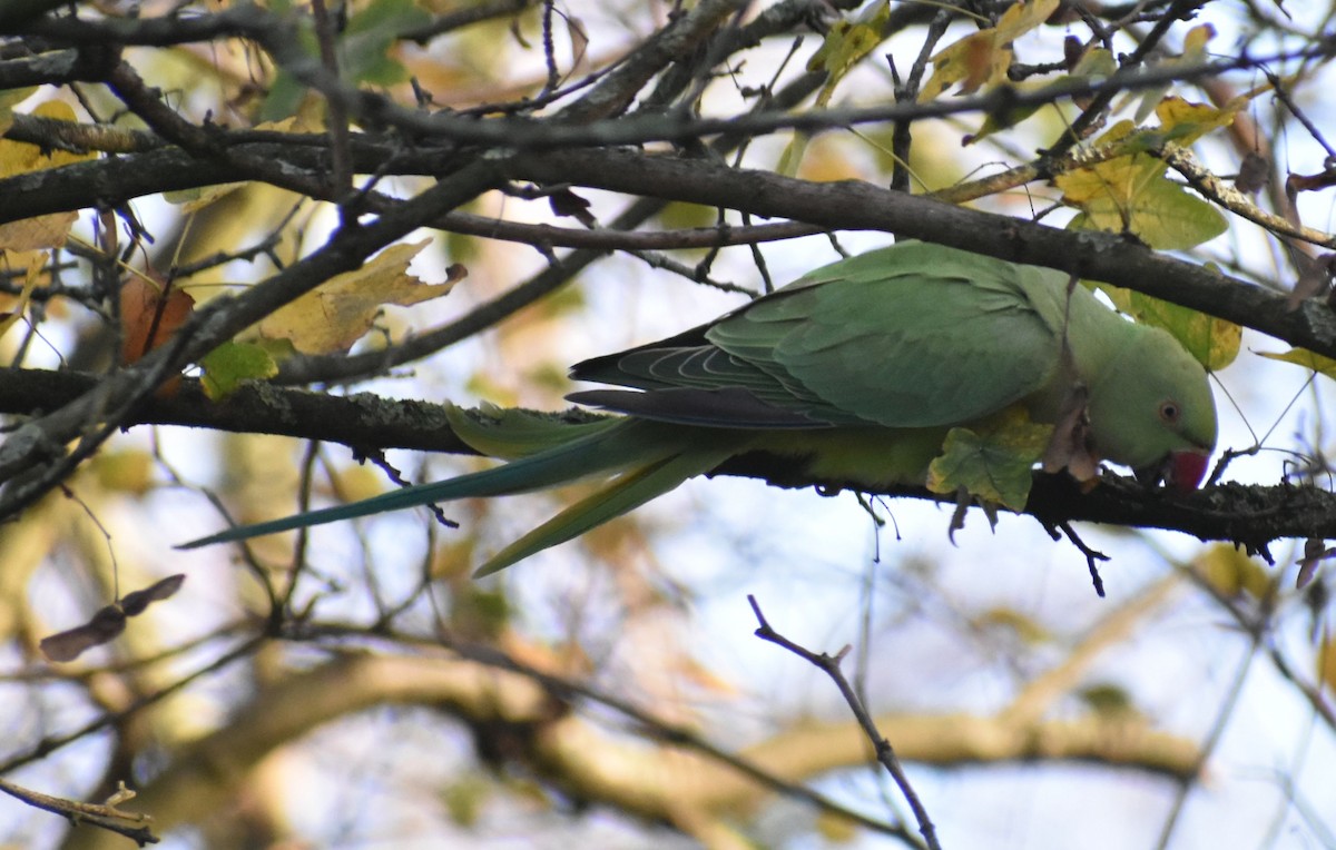 Rose-ringed Parakeet - ML646207068