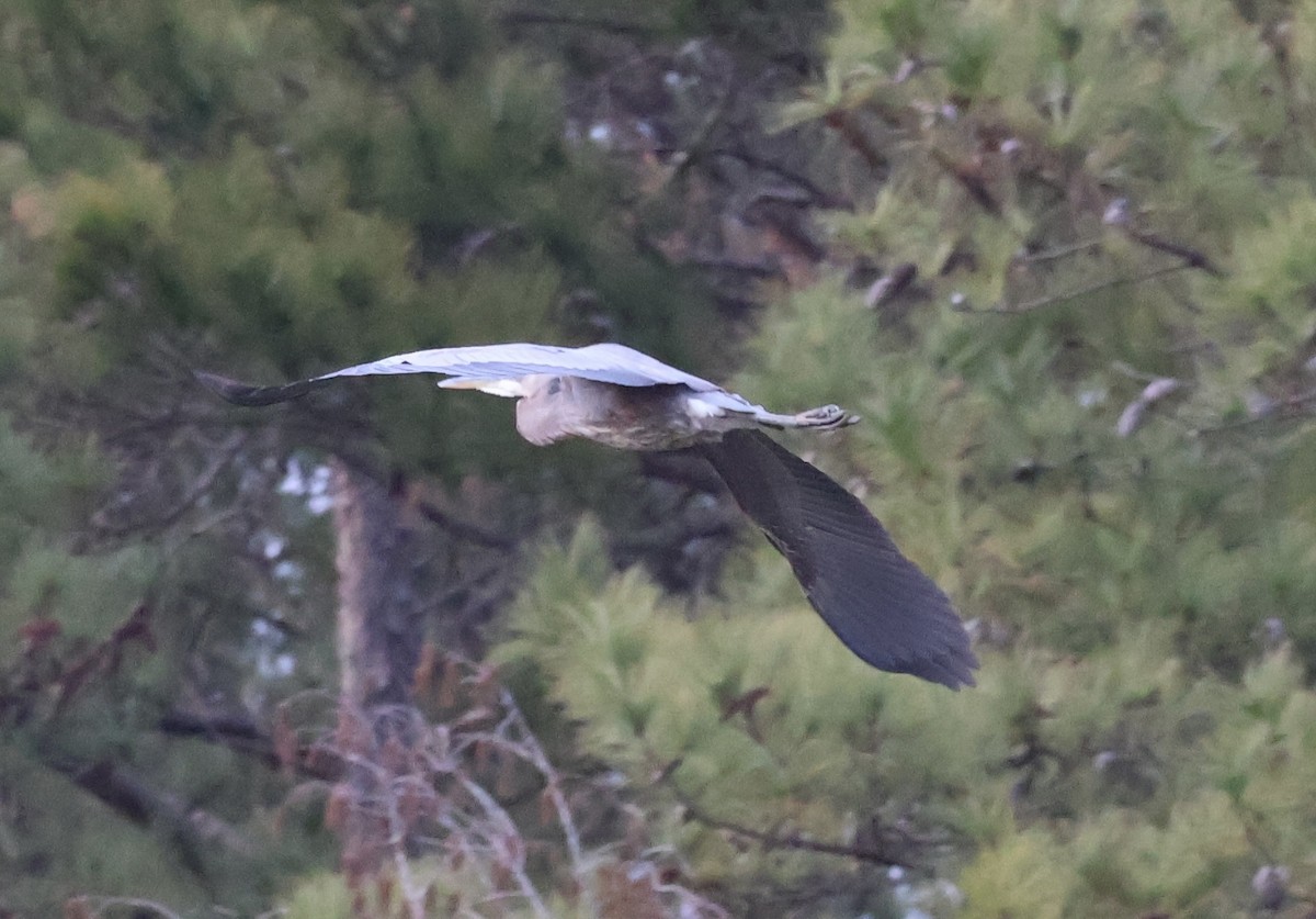 Great Blue Heron - ML646207069