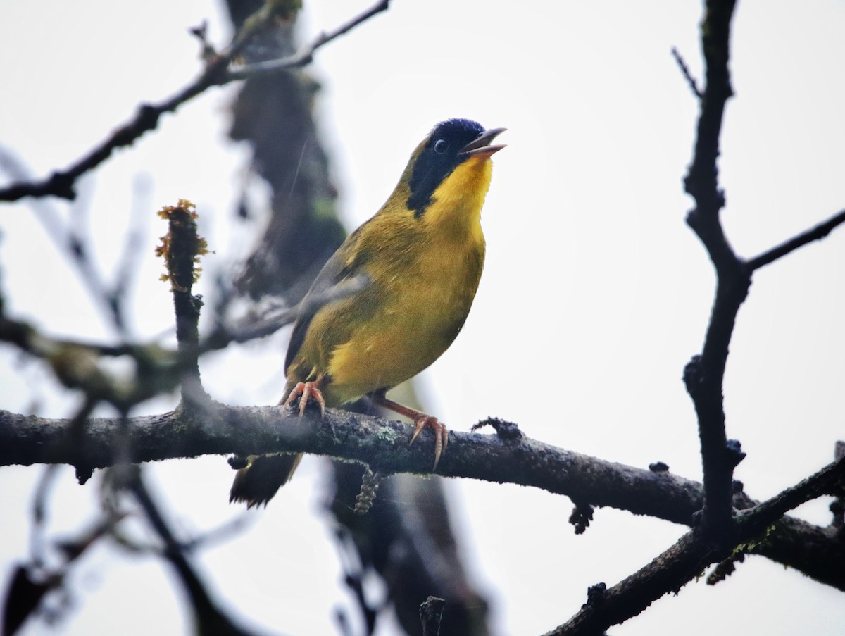 Olive-crowned Yellowthroat - ML646207070