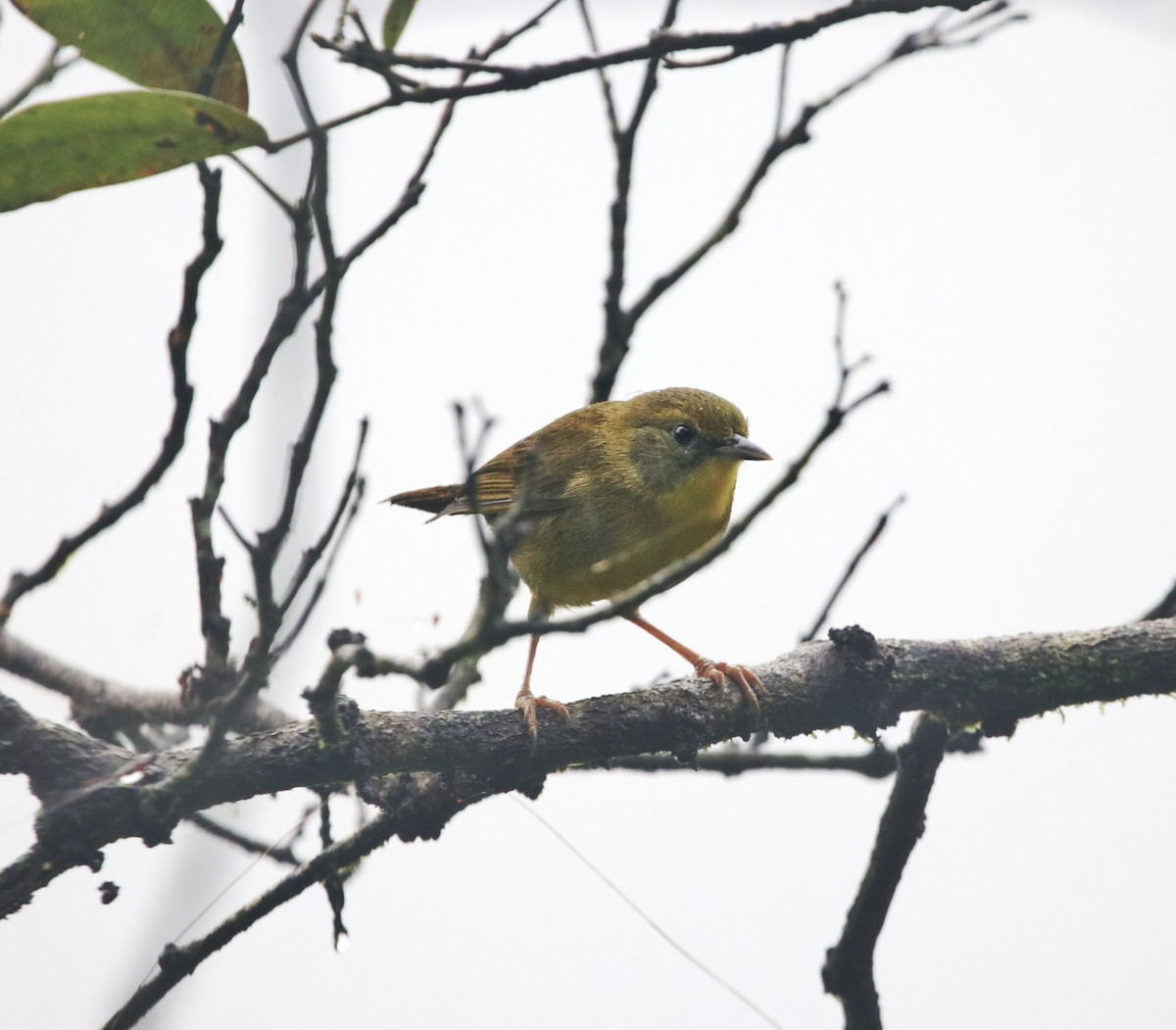 Olive-crowned Yellowthroat - ML646207071