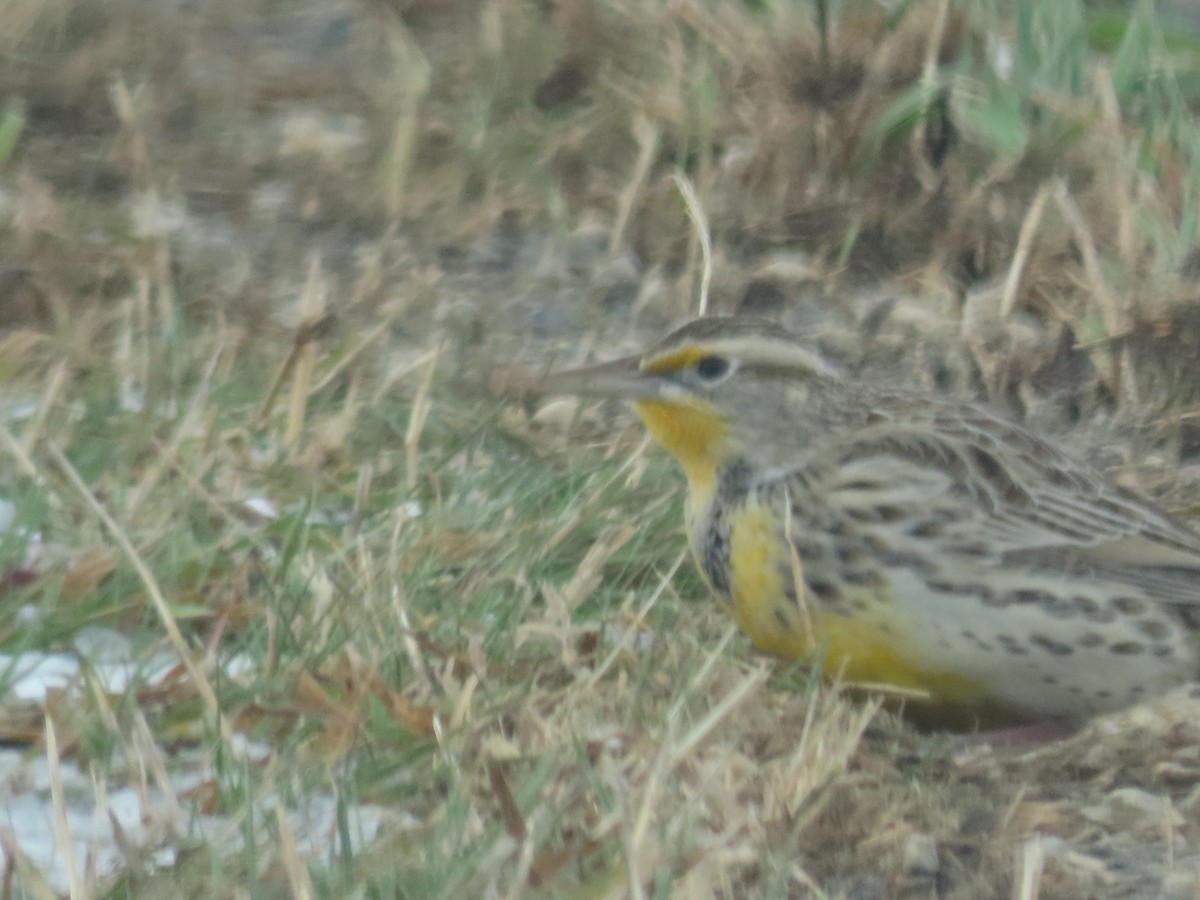 Western Meadowlark - ML646207075